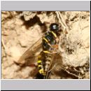 Crossocerus quadrimaculatus - Grabwespe w11c 9mm mit Langbeinfliege - Neurigona quadrifasciata - Sandgrube Niedringhaussee.jpg